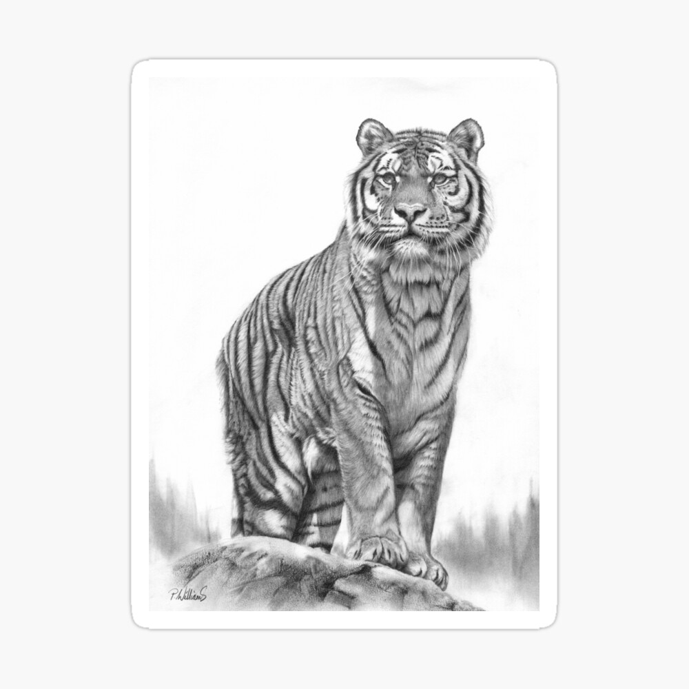 Realistic Tiger Sketch Art