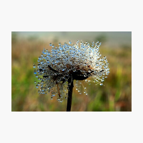 Fleeting Treasure Photographic Print
