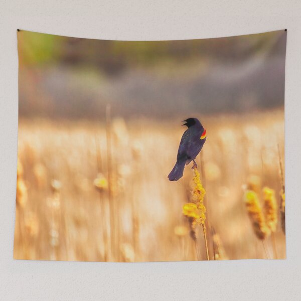 Item preview, Jaunt!  - Red Winged Black Bird - Mer Bleue Bog, Greenbelt, Ottawa, Ontario designed and sold by Yannik Hay.
