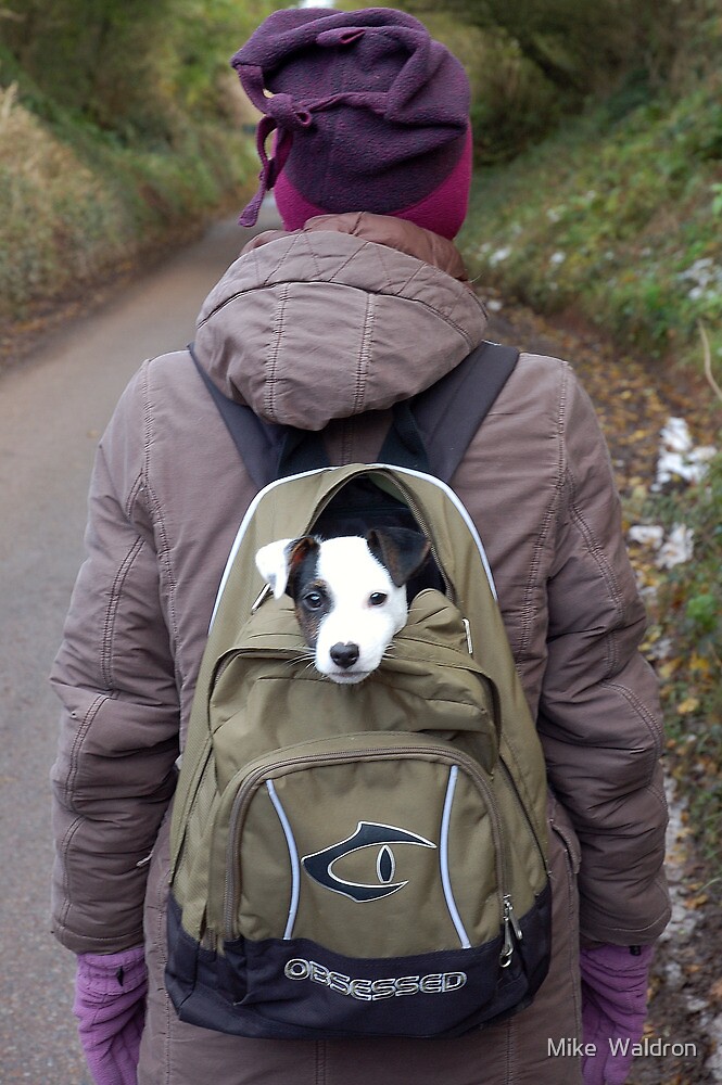 puppy in backpack