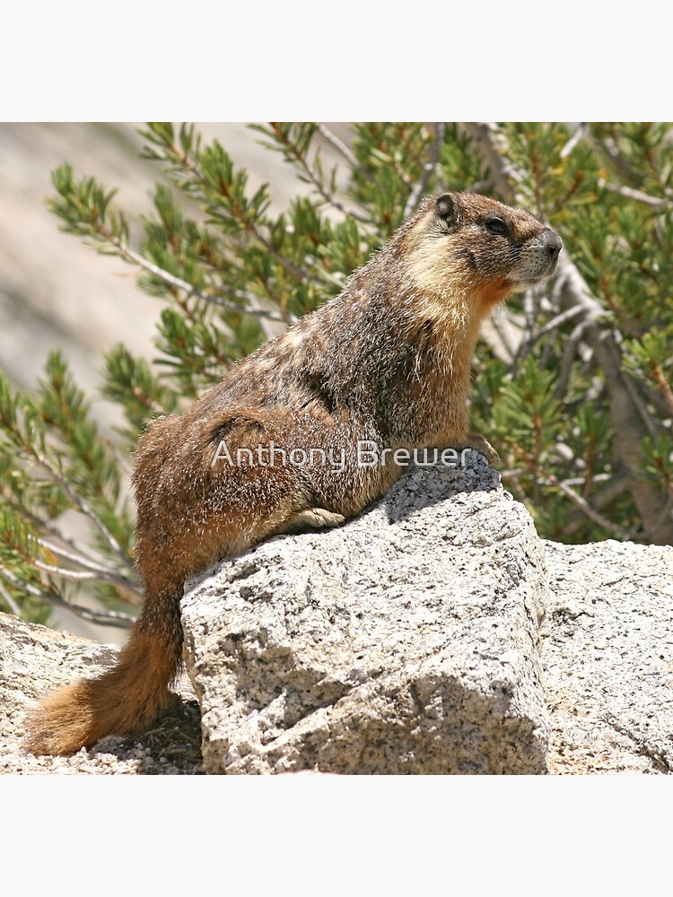 Marmot on rock by dailyanimals