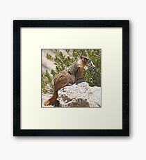 Marmot on rock Framed Print