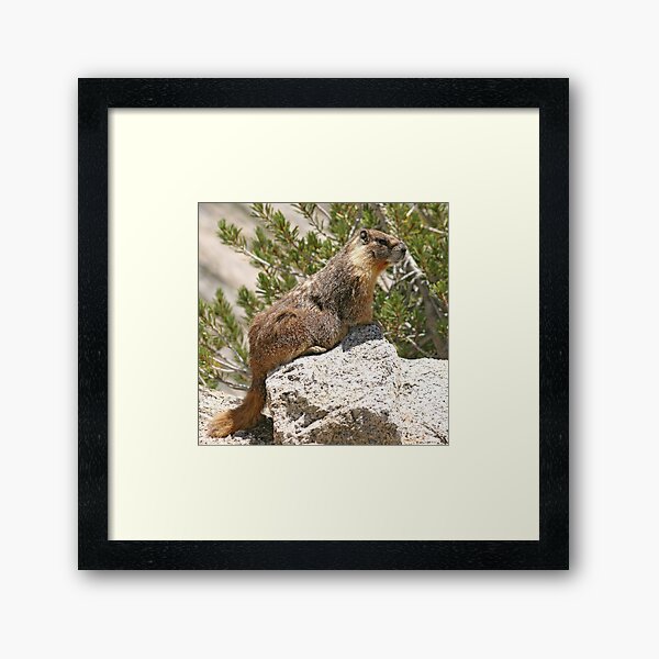 Marmot on rock Framed Art Print