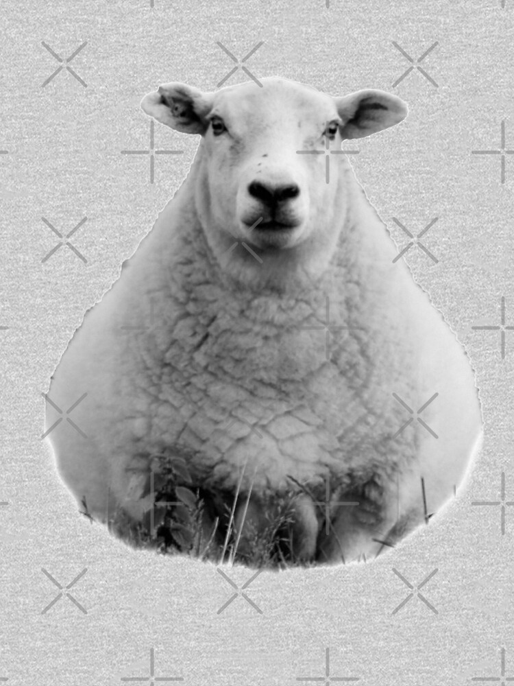 Black and White Sheep in Field by tribbledesign