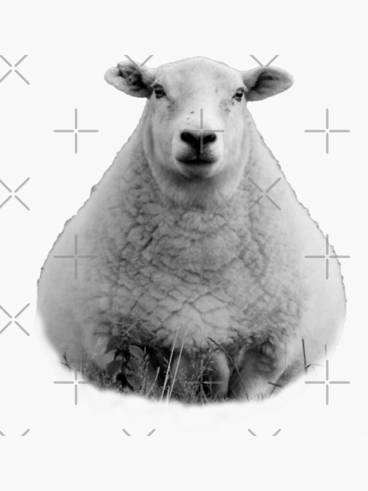 Black and White Sheep in Field by tribbledesign