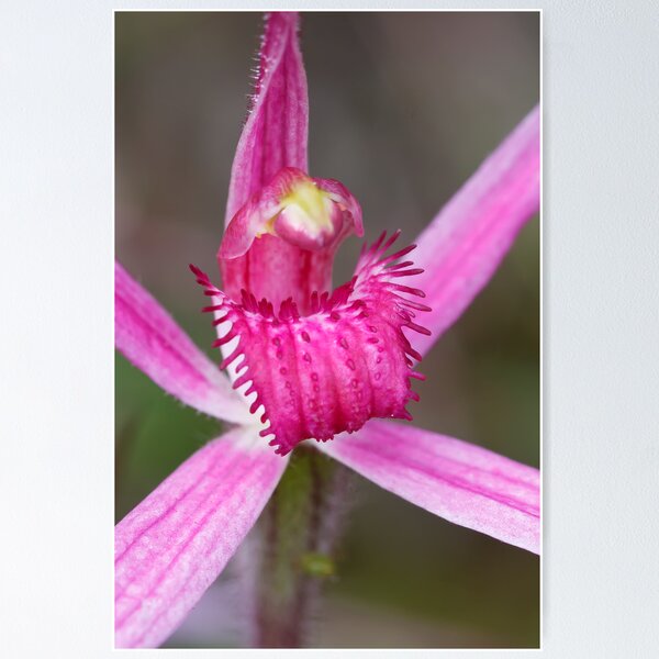 Rosella Spider Orchid - Arachnorchis rosella Poster