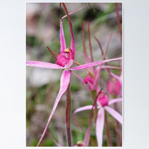 Rosella Spider Orchid - Arachnorchis rosella Poster