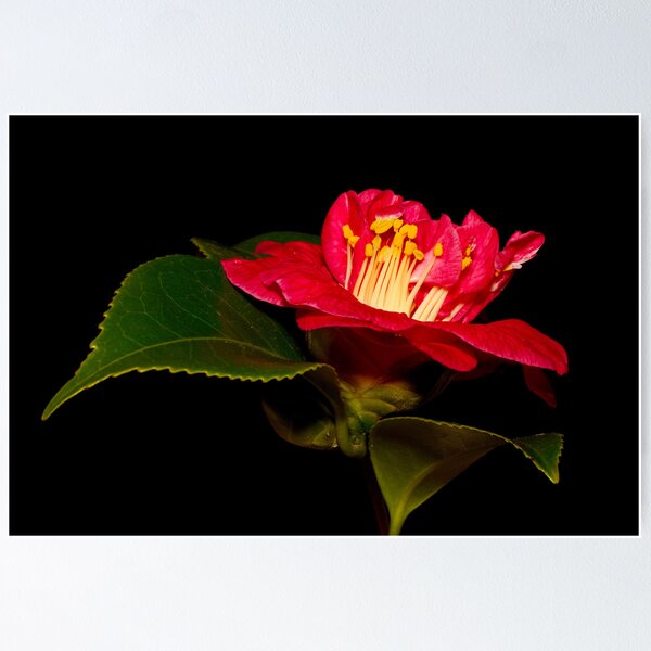 Item preview, Red Camellia #4 designed and sold by Chris Cobern.