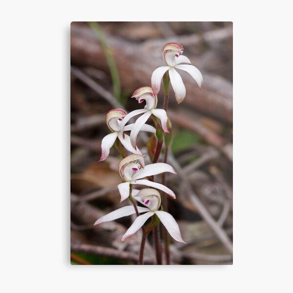 Early Caladenia - Stegostyla praecox Metal Print