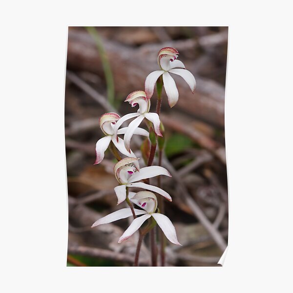 Early Caladenia - Stegostyla praecox Poster