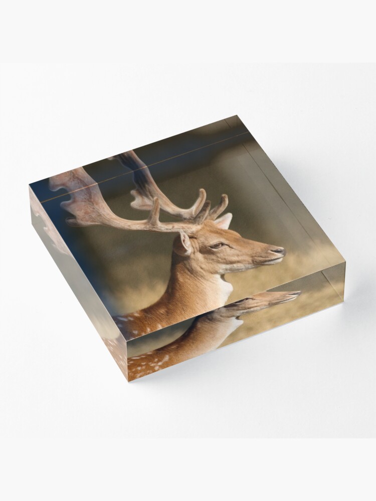 Alternate view of Portrait of a Fallow Deer Acrylic Block