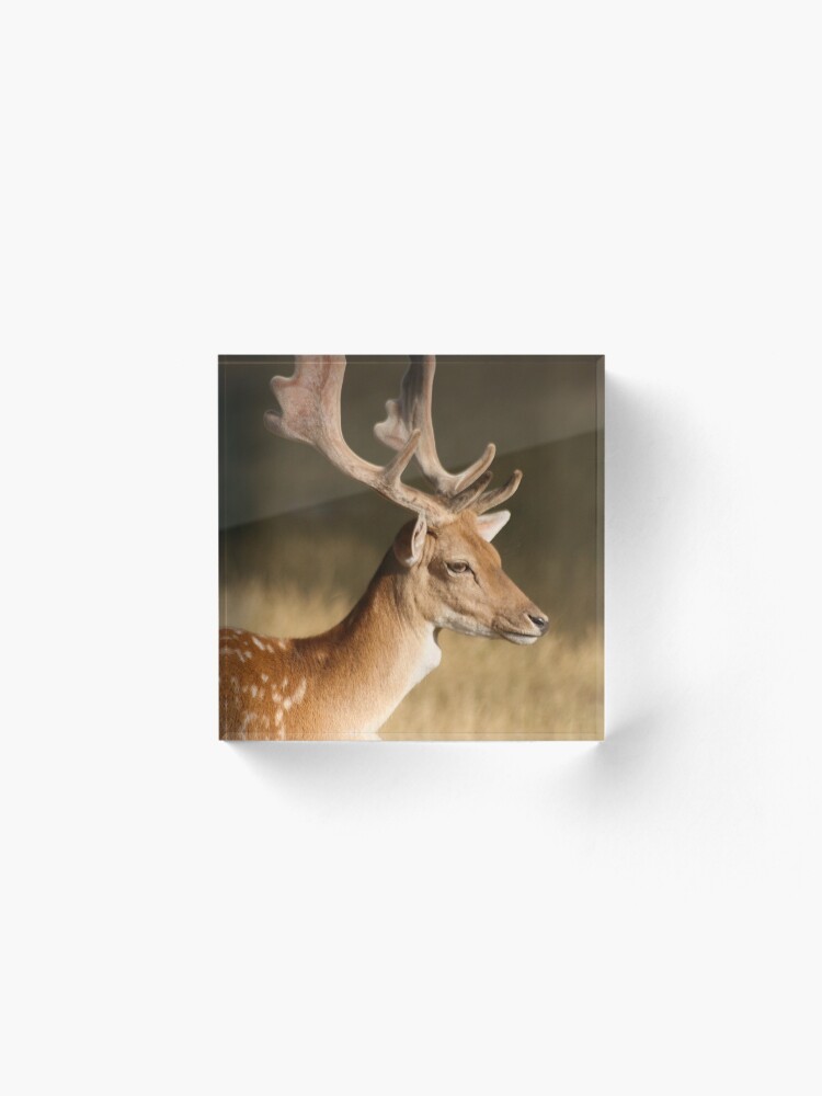 Alternate view of Portrait of a Fallow Deer Acrylic Block