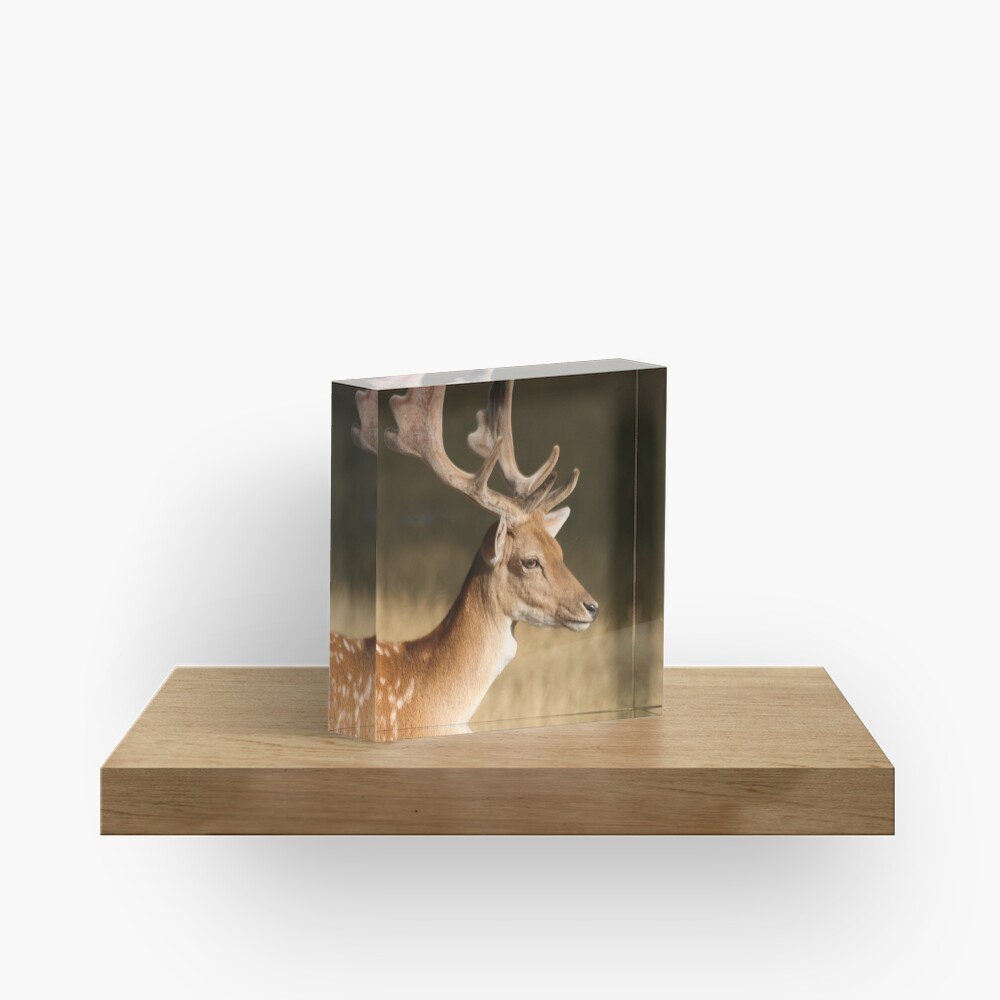 Portrait of a Fallow Deer Acrylic Block