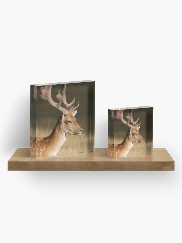 Alternate view of Portrait of a Fallow Deer Acrylic Block