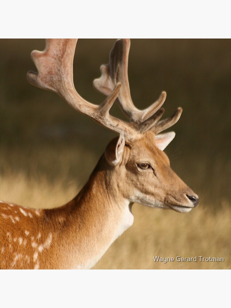 Portrait of a Fallow Deer by redmoondragon