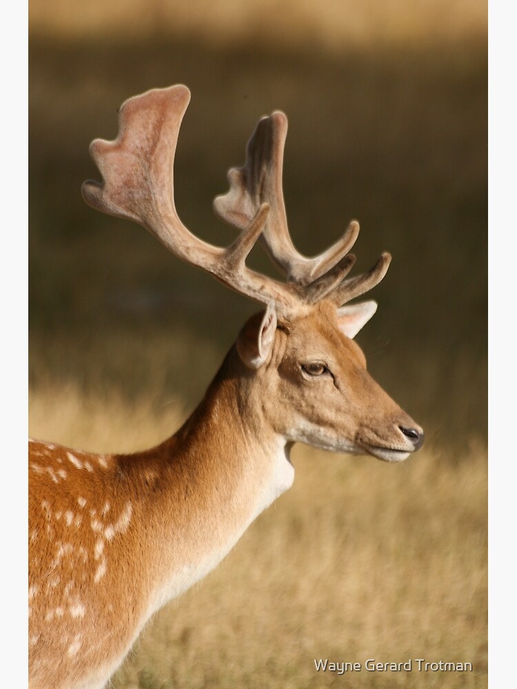 Portrait of a Fallow Deer by redmoondragon