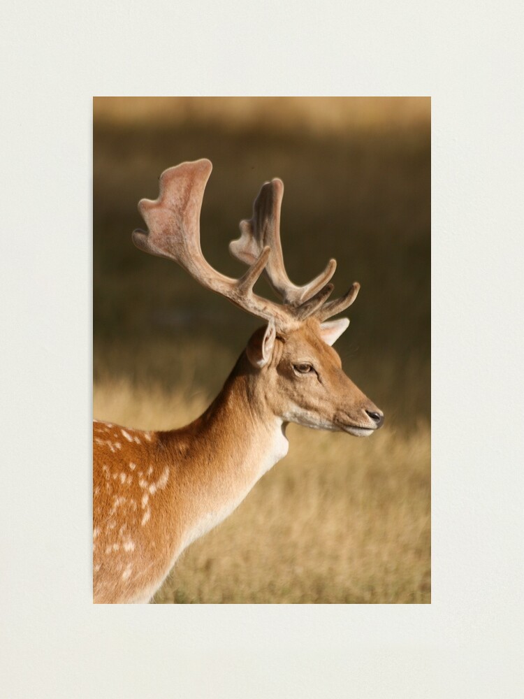 Alternate view of Portrait of a Fallow Deer Photographic Print