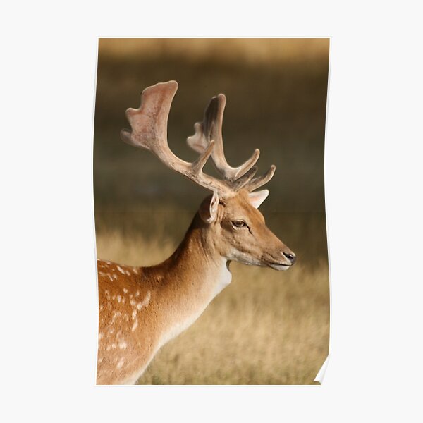 Portrait of a Fallow Deer Poster