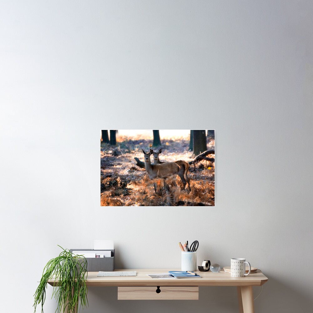 Double Deer Poster