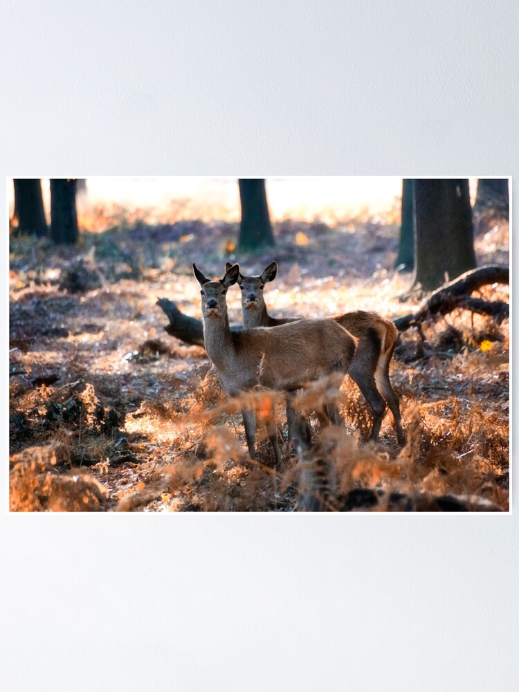 Alternate view of Double Deer Poster