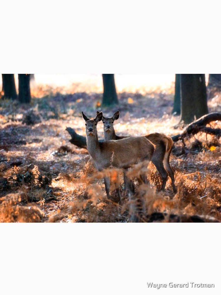 Double Deer by redmoondragon