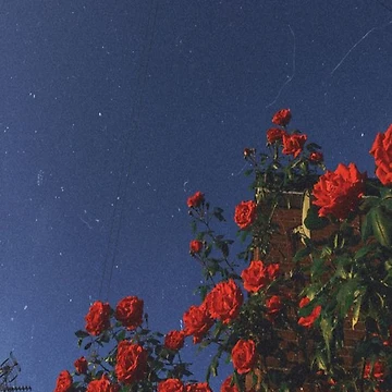 Artwork thumbnail, Red Roses by starrily