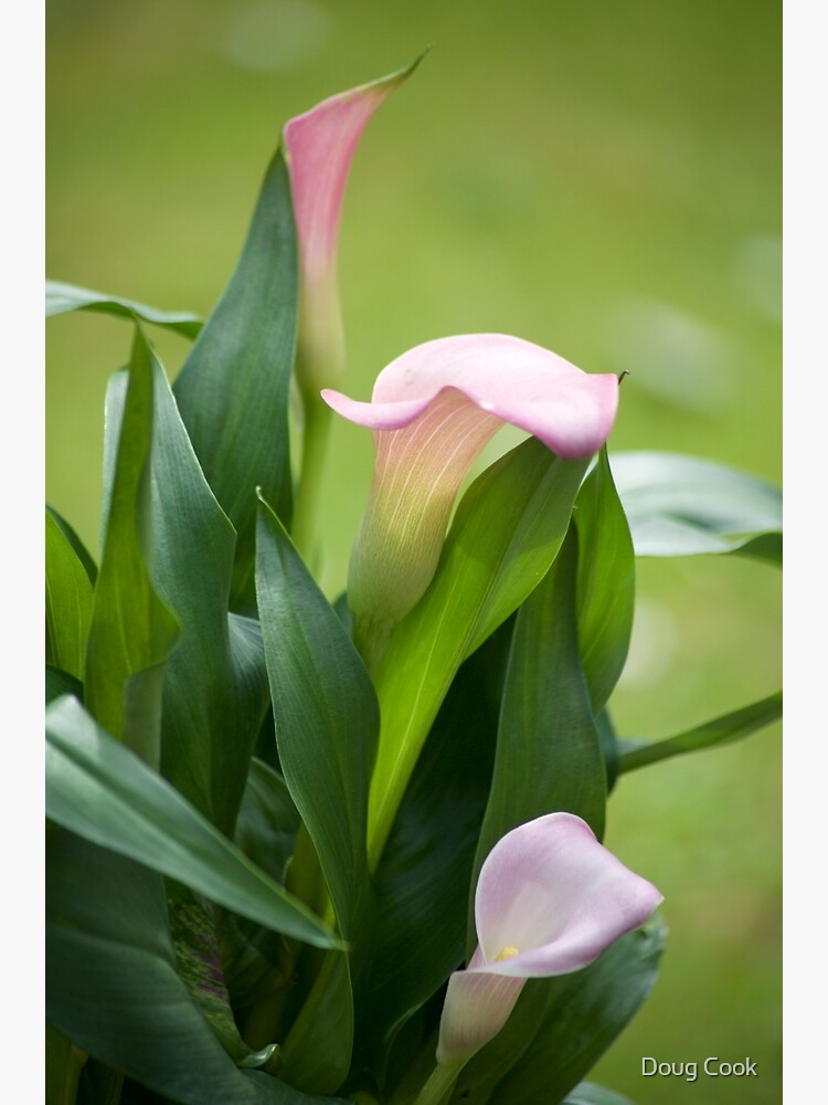 Lily Portrait by DougCook