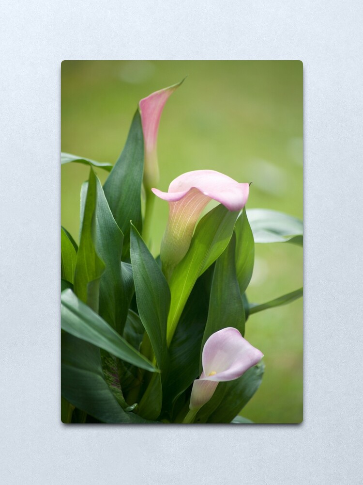 Alternate view of Lily Portrait Metal Print