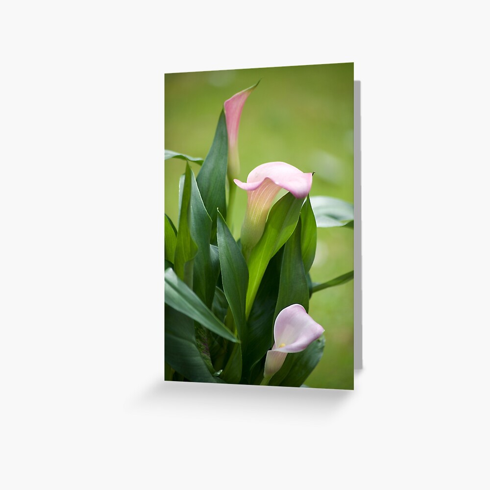 Lily Portrait Greeting Card