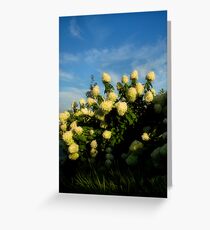 White Hydrangeas Greeting Card