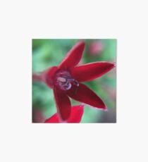 Red Penta Blossom close up Art Board Print