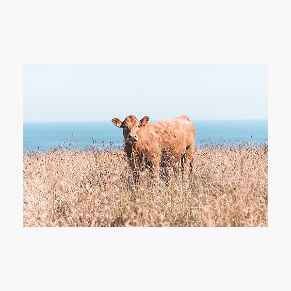 COWS OF CORNWALL - 2019 Photographic Print