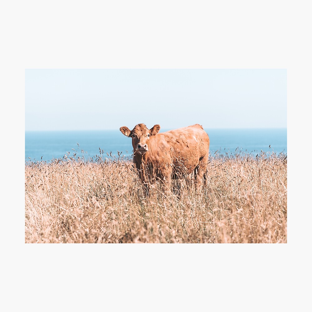 COWS OF CORNWALL - 2019 Photographic Print