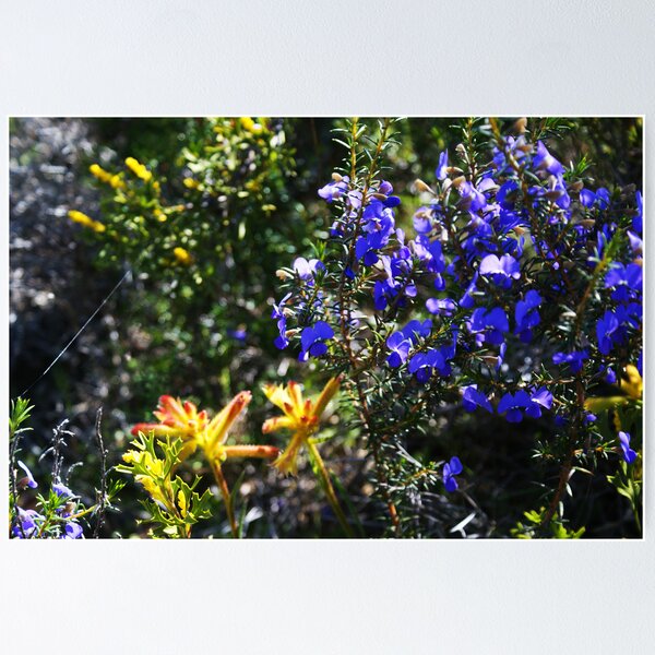 Item preview, Wonderful colour in the Aussie bush designed and sold by georgieboy98.