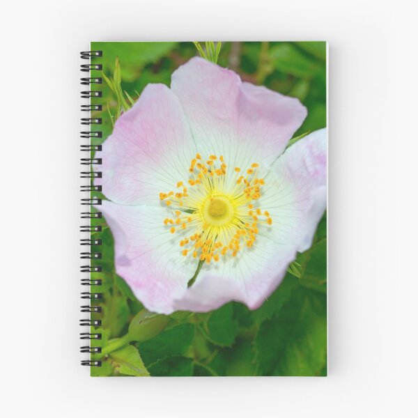 Item preview, Dog Rose Flower Early Summer designed and sold by Cameranick.
