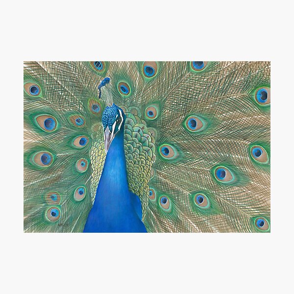 Casanova II Photographic Print