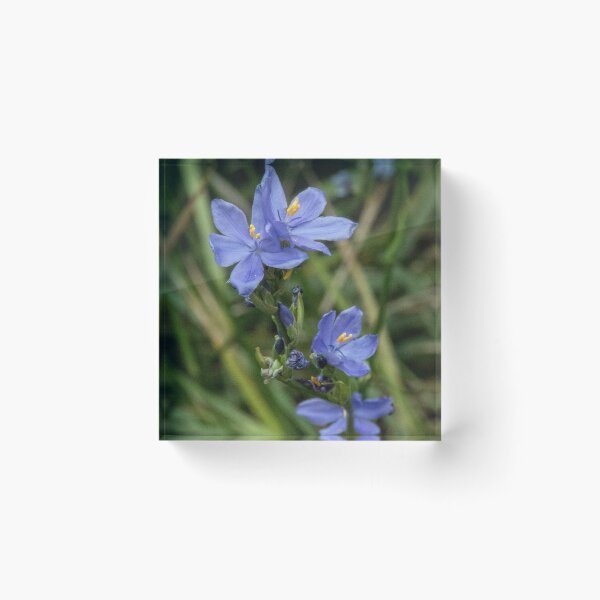 Item preview, Blue Flower 20151019 0510  designed and sold by Fred Mitchell.