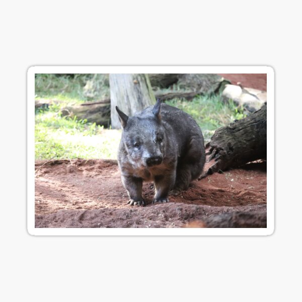 Item preview, Southern Hairy-Nosed Wombat designed and sold by LeanneAllen.