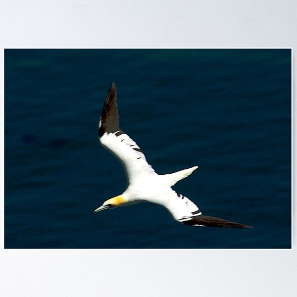 Item preview, Gannet #2 designed and sold by Trevor Kersley.