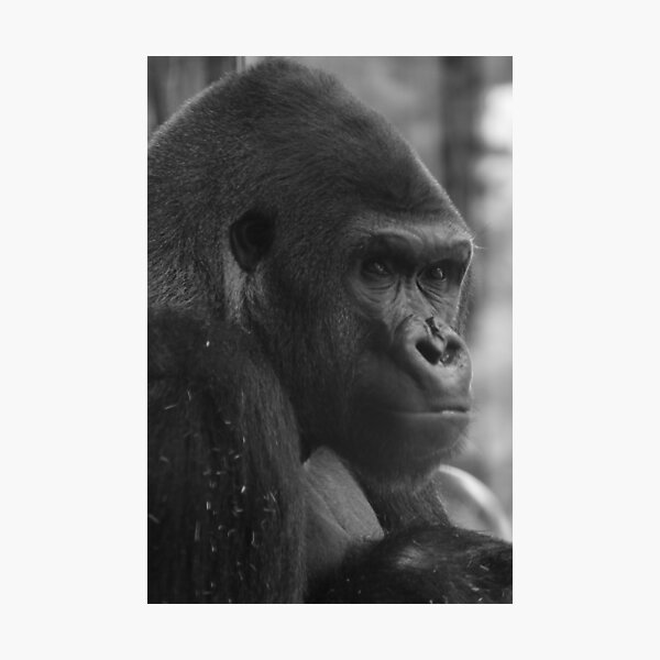 Gorilla Looking Back Photographic Print