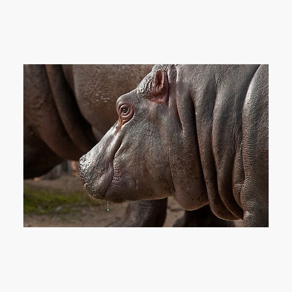 Item preview, Hippo designed and sold by Tom Newman.