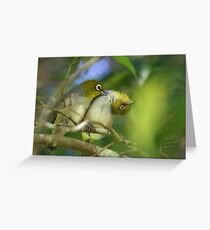 Silvereyes Greeting Card