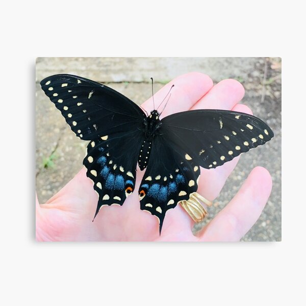 Female Black Swallowtail butterfly ready to fly Metal Print