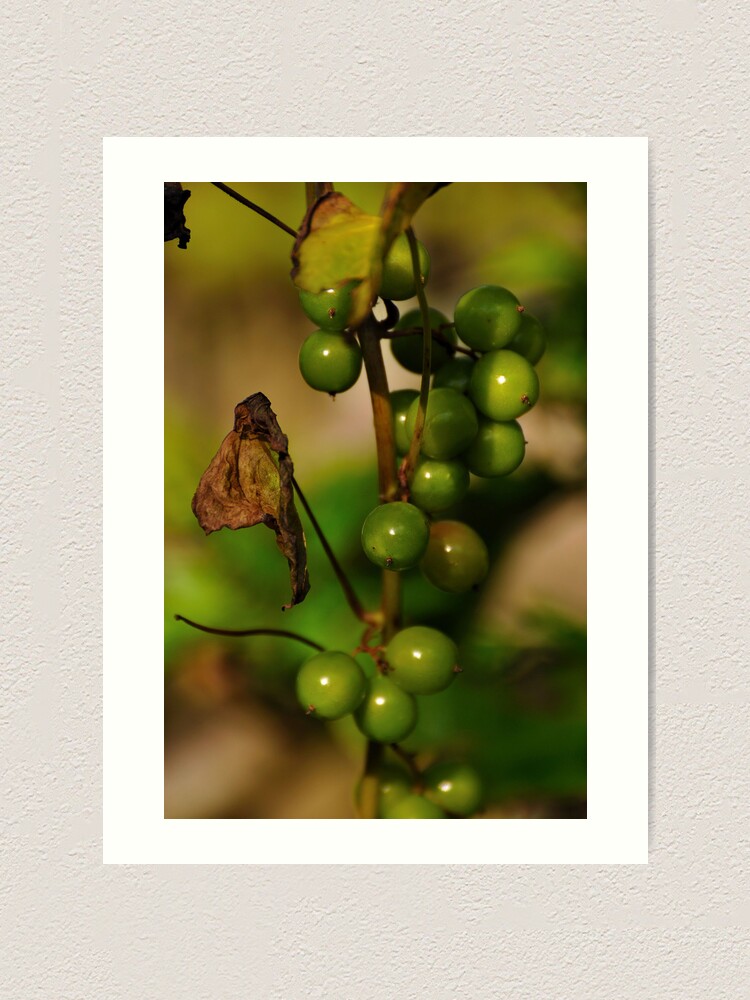 Alternate view of Convolvulous Berries Art Print