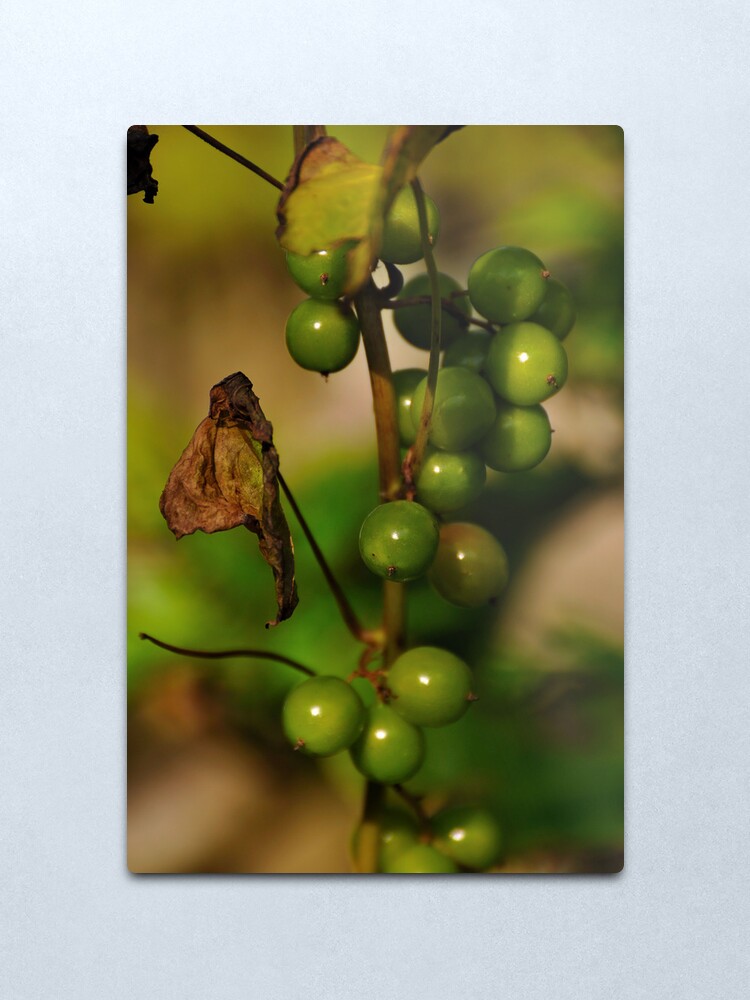 Alternate view of Convolvulous Berries Metal Print