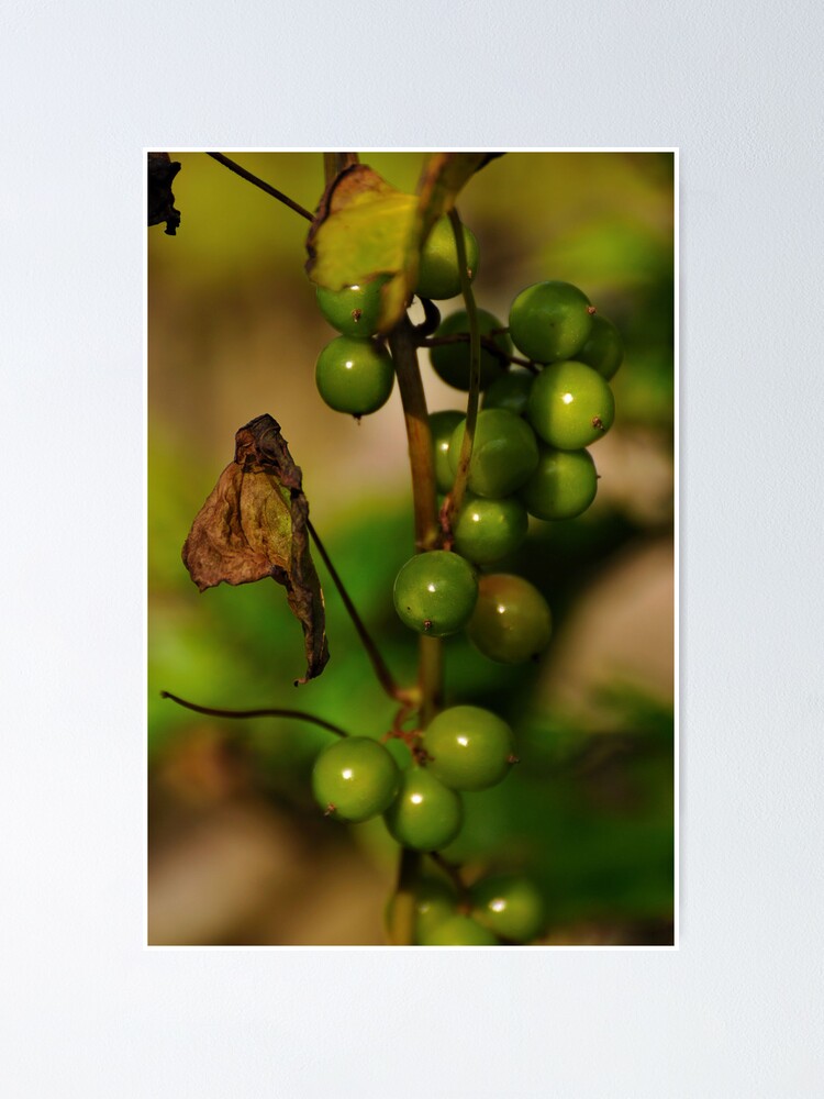 Alternate view of Convolvulous Berries Poster