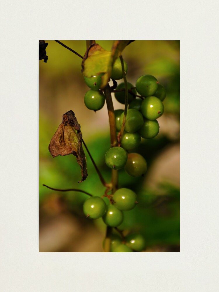 Alternate view of Convolvulous Berries Photographic Print