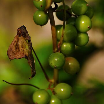 Artwork thumbnail, Convolvulous Berries by pauleden