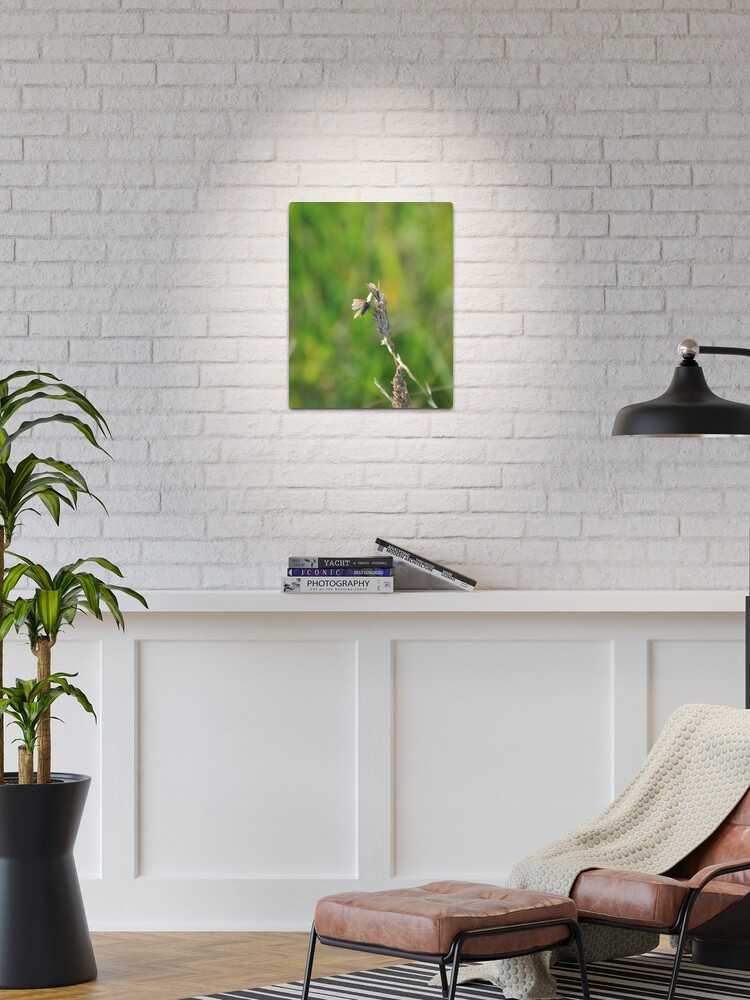 Thumbnail 1 of 4, Metal Print, Common Blue Butterflies designed and sold by Paul Eden.