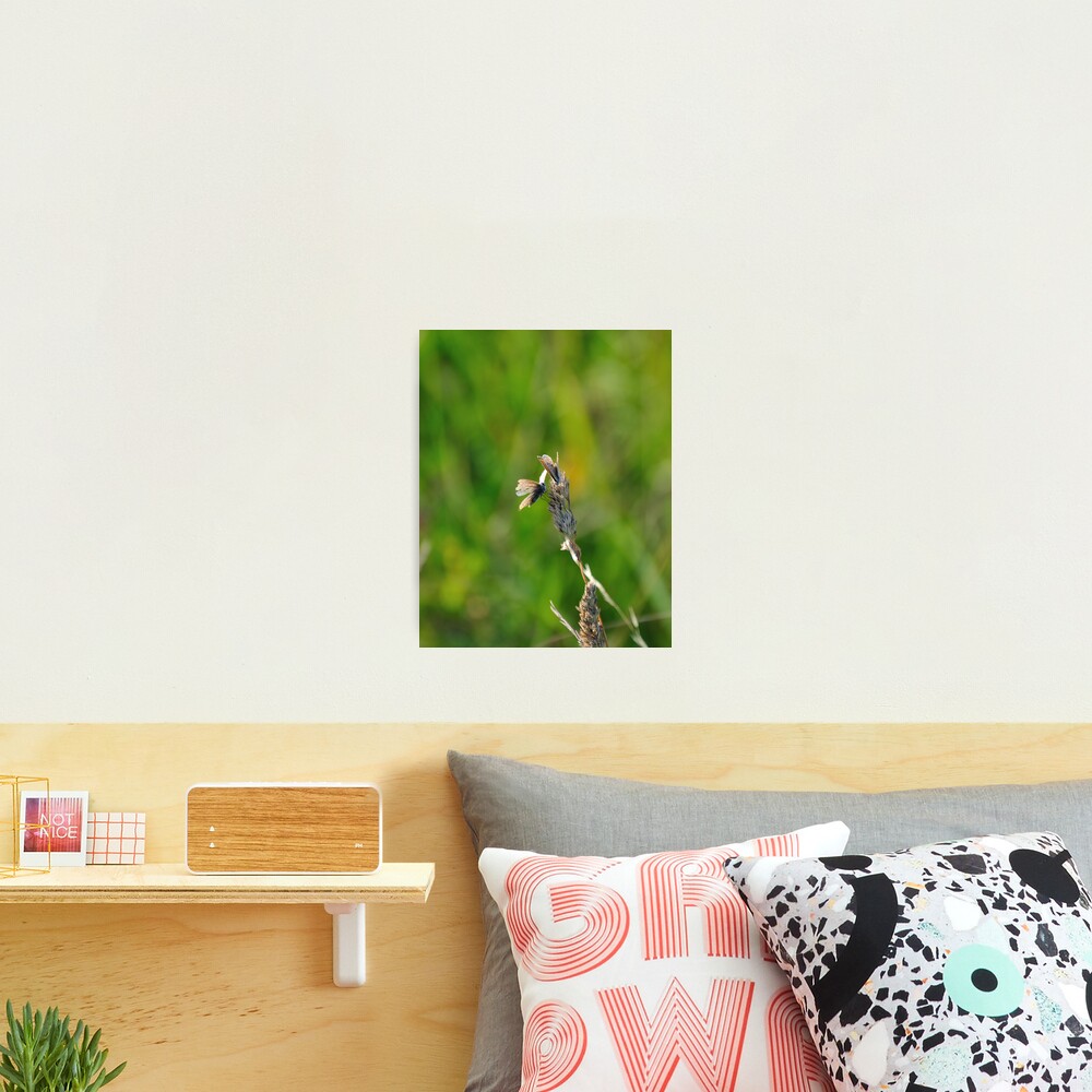 Common Blue Butterflies Photographic Print